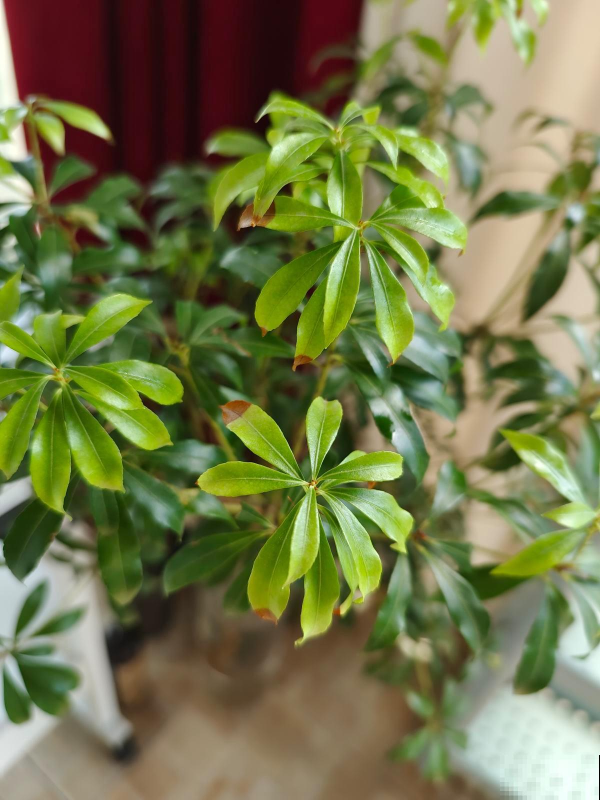 室内软装新宠马醉木,养一棵在家,百搭有气质 室内软装新宠马醉木,养一棵在家,百搭有气质