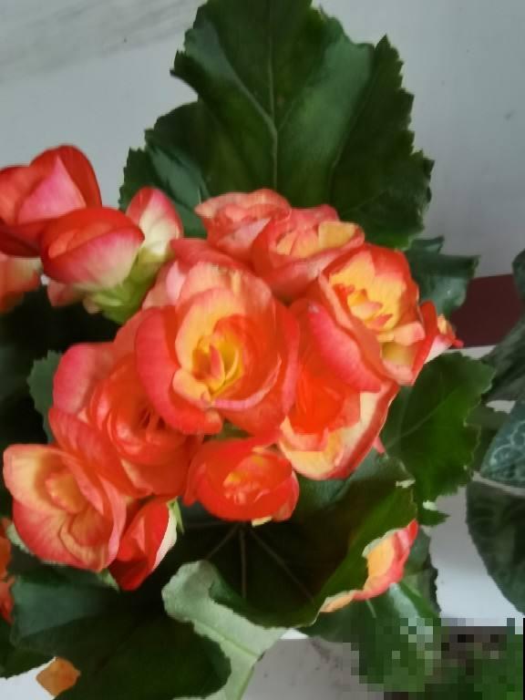 冻不死的5种省心花，花开又香又美，家里养一盆冬天也变小花园