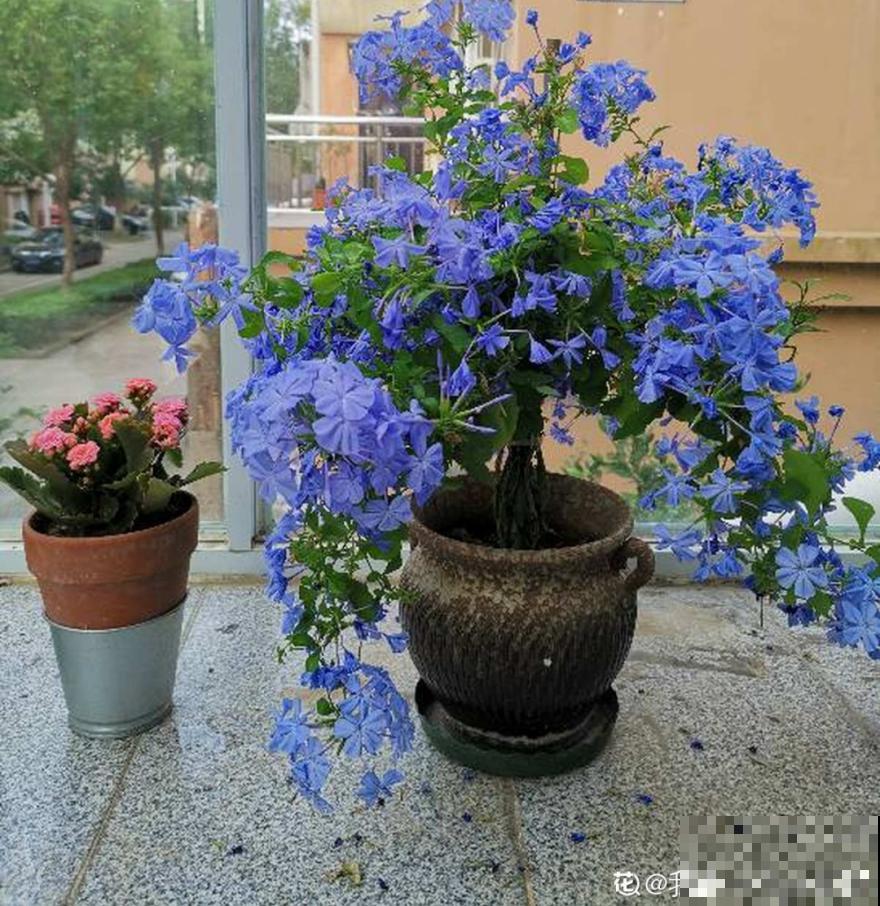 10种花,冬天要休眠,赶紧修剪防冻,才能安全越 10种花,冬天要休眠,赶紧修剪防冻,才能安全越