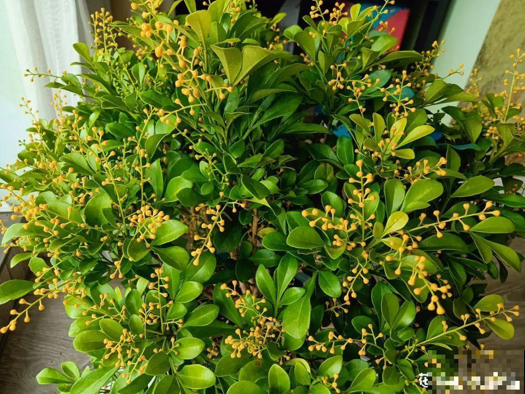 9种花特怕冷,现在赶紧套个袋,保暖很重要 9种花特怕冷,现在赶紧套个袋,保暖很重要