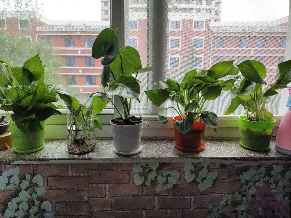 家里摆放绿萝,千万别放这2个地方,一放就黄叶赶快拿走 家里摆放绿萝,千万别放这2个地方,一放就黄叶赶快拿走