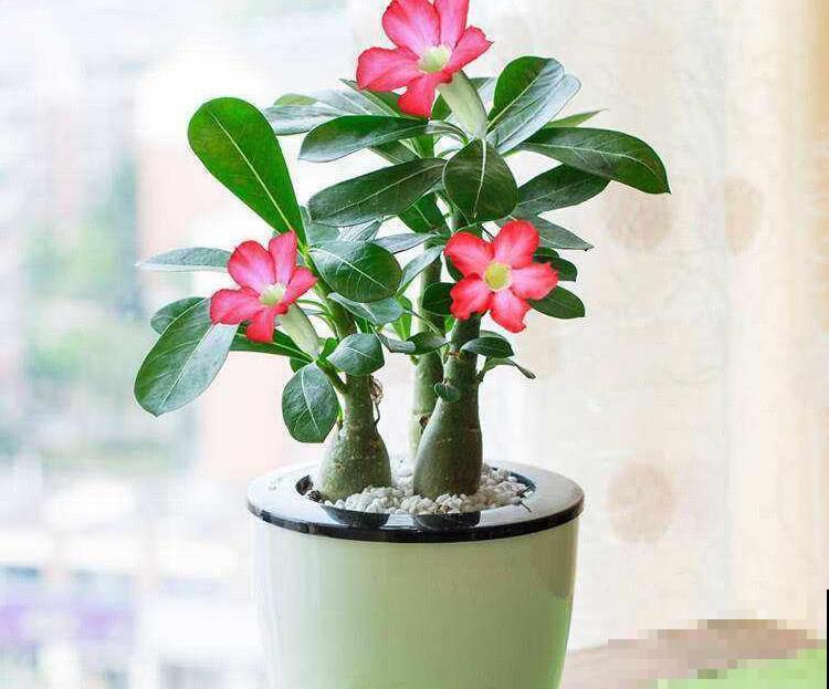 3种花要“穷养”，浇水越多越烂根，冬天管住手