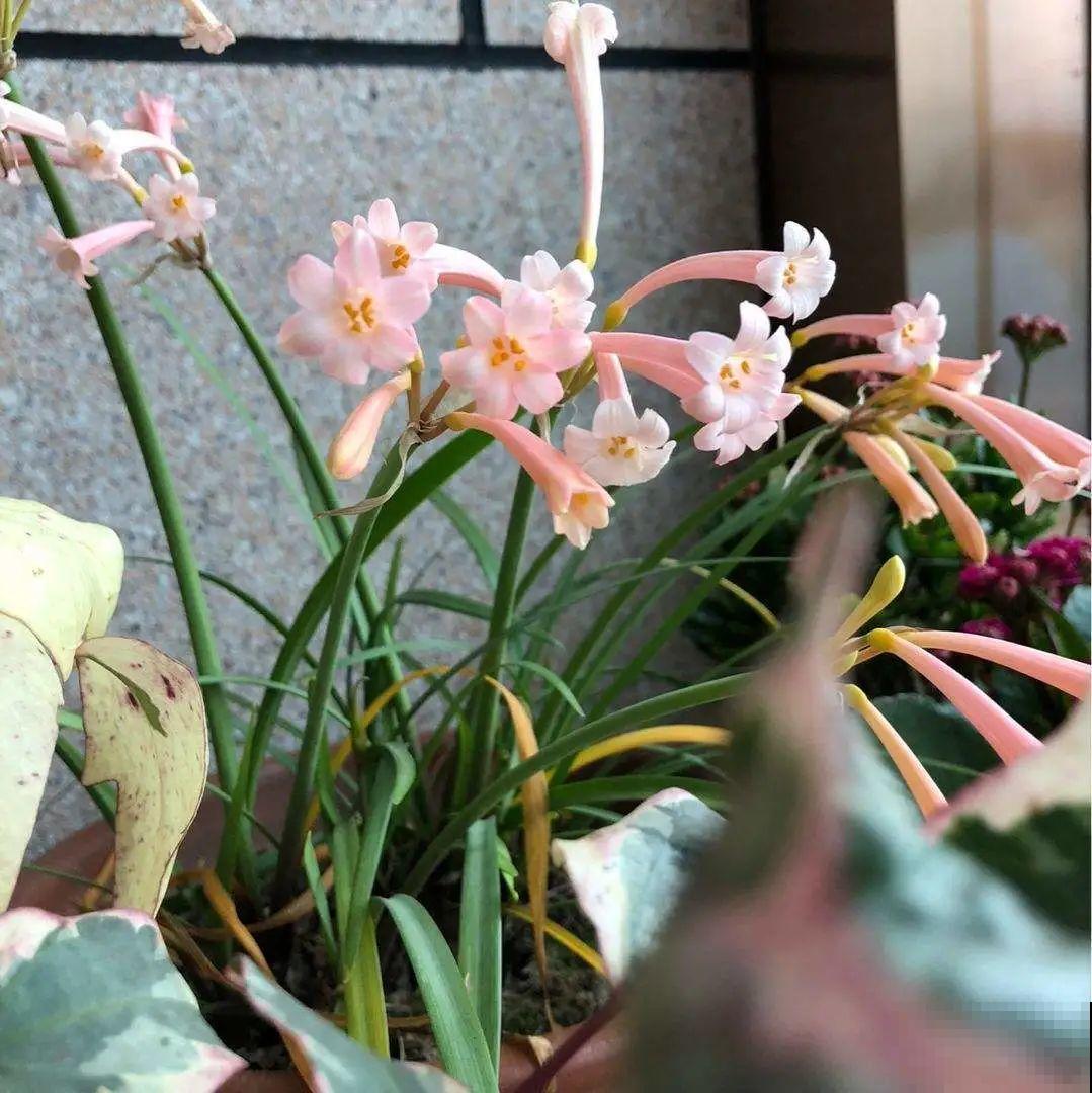 8种花养屋子里，满屋香味儿，雅致又唯美