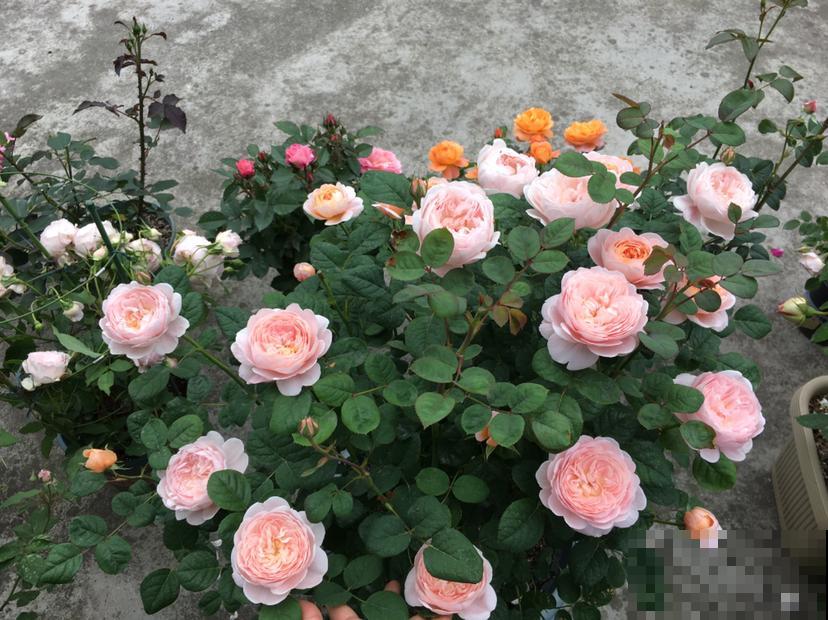 月季中的经典款,种在院子里气场全开,颜值高的不得了 月季中的经典款,种在院子里气场全开,颜值高的不得了