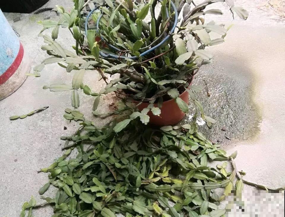 7种花有个小机关，找对位置打开它，新芽爆满盆