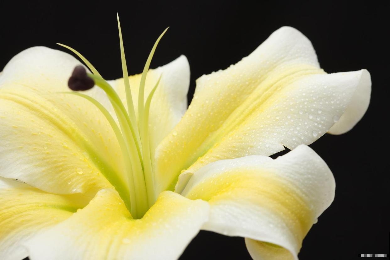 百合种子什么样子？