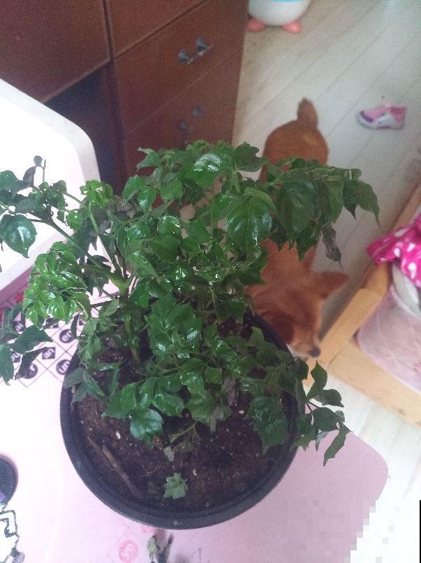 找对地方捡花,买花钱能少一半,你都知道从哪捡花吗 找对地方捡花,买花钱能少一半,你都知道从哪捡花吗