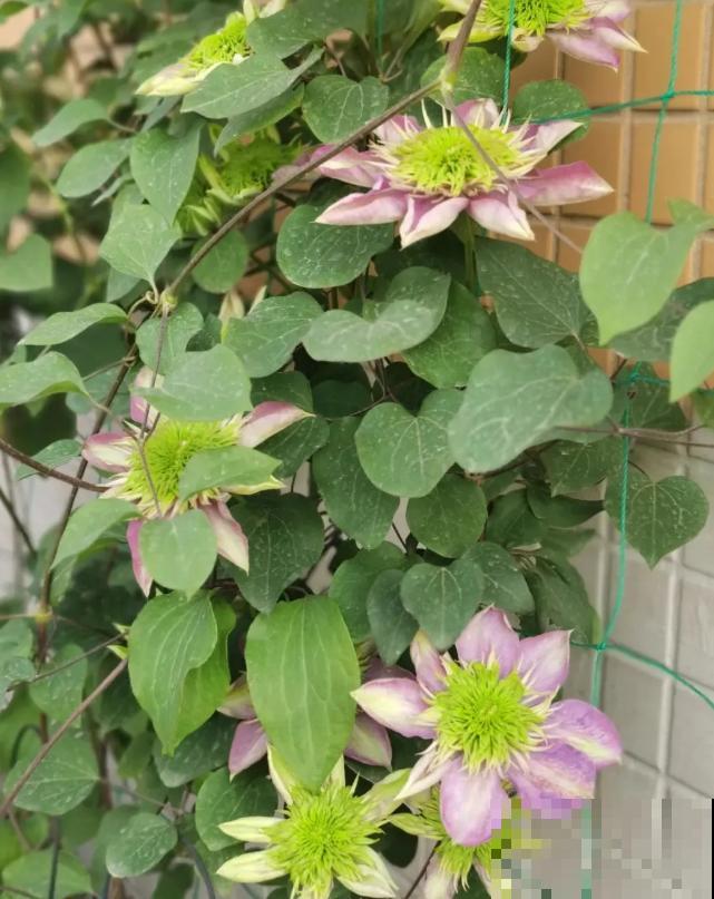 “花园三宝”之一,1年能开花上百天,冬天特别抗寒! “花园三宝”之一,1年能开花上百天,冬天特别抗寒!