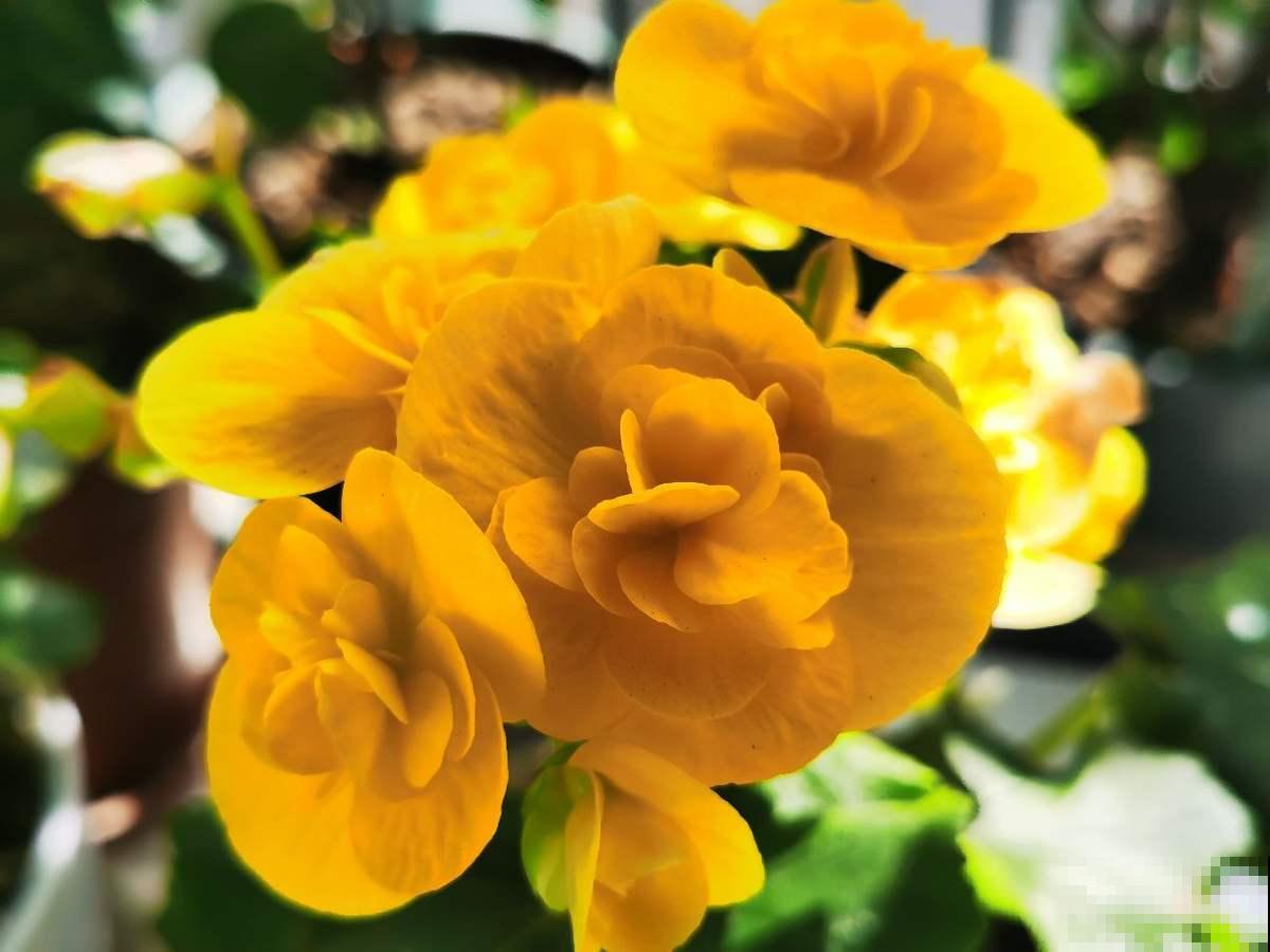 冻不死的5种省心花，花开又香又美，家里养一盆冬天也变小花园