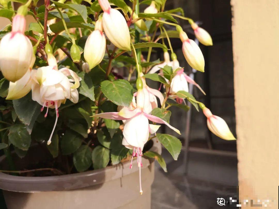 8种花，年年买，年年养死，今年可别当冤大头