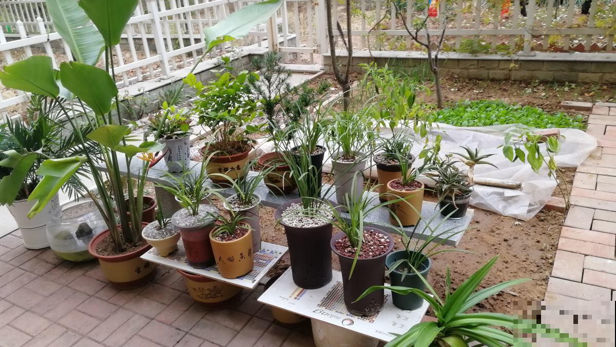 养花买的一楼小院，听了邻居几句话换了，现在悔不当初