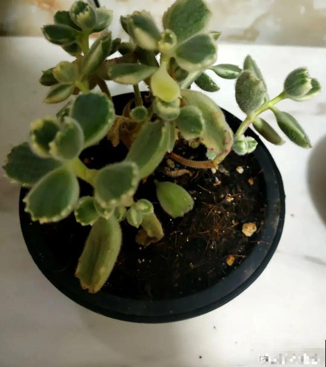 冬天养花注重养根,6个养根方法,学会很重要 冬天养花注重养根,6个养根方法,学会很重要