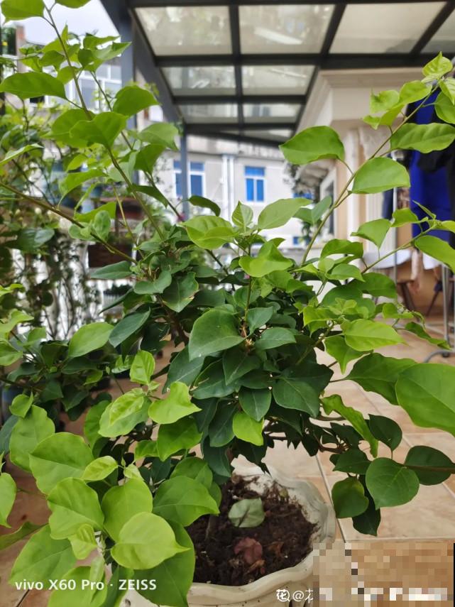 秋天给花补点“猛肥”,嫩芽一茬接一茬,花苞呼呼冒 秋天给花补点“猛肥”,嫩芽一茬接一茬,花苞呼呼冒