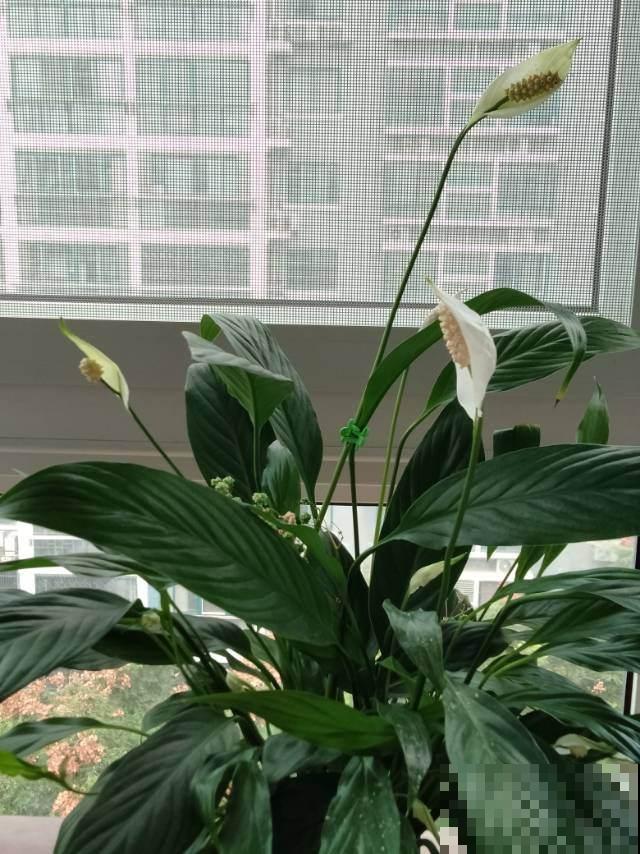 没有光也能开花的植物,放在北阳台就能养好,懒人也能养活 没有光也能开花的植物,放在北阳台就能养好,懒人也能养活