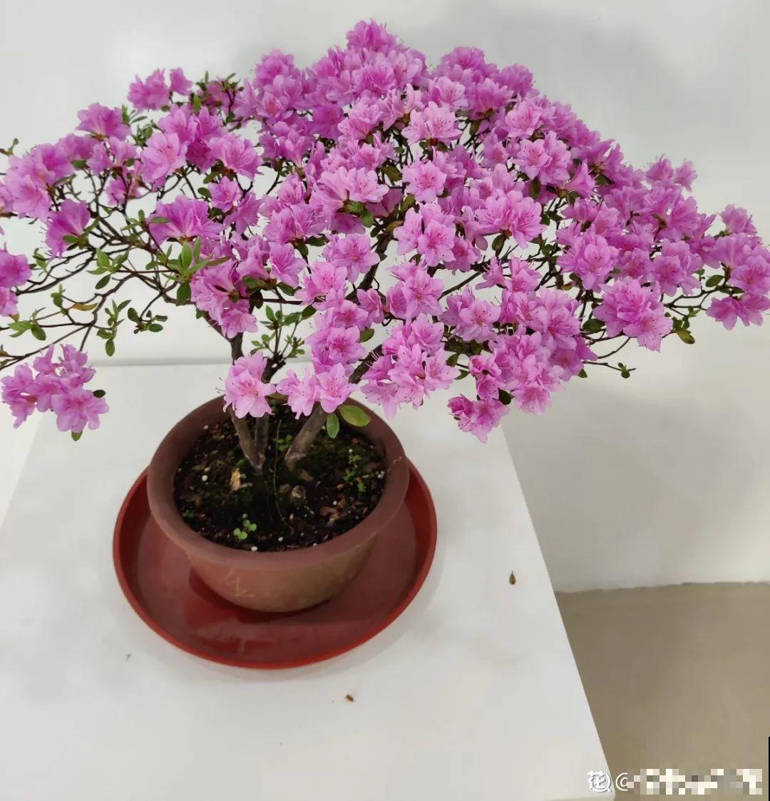 66万一盆的花,真是够贵的,打工几十年也攒不出一盆 66万一盆的花,真是够贵的,打工几十年也攒不出一盆