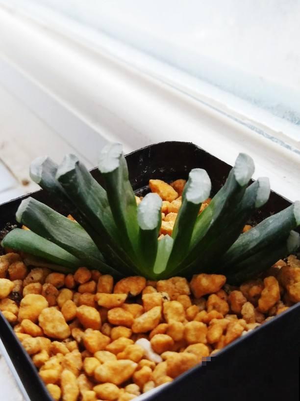 室内“多肉党”福音,6种多肉特耐阴,没光也能养爆盆 室内“多肉党”福音,6种多肉特耐阴,没光也能养爆盆