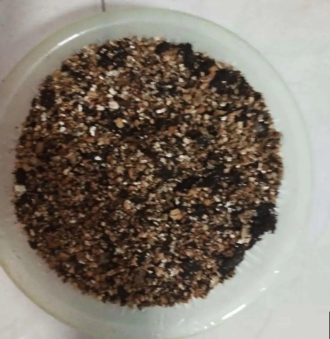 家里没光就养大岩桐，开花堪称“人间富贵花”，繁殖特简单