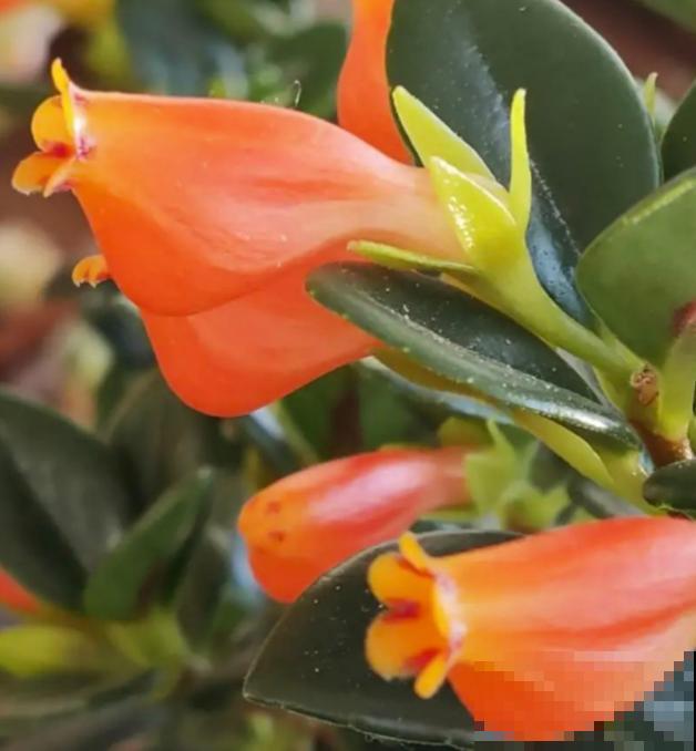 4种名里带"金"的花,招财纳福春节必备,个个都是好兆头 4种名里带"金"的花,招财纳福春节必备,个个都是好兆头