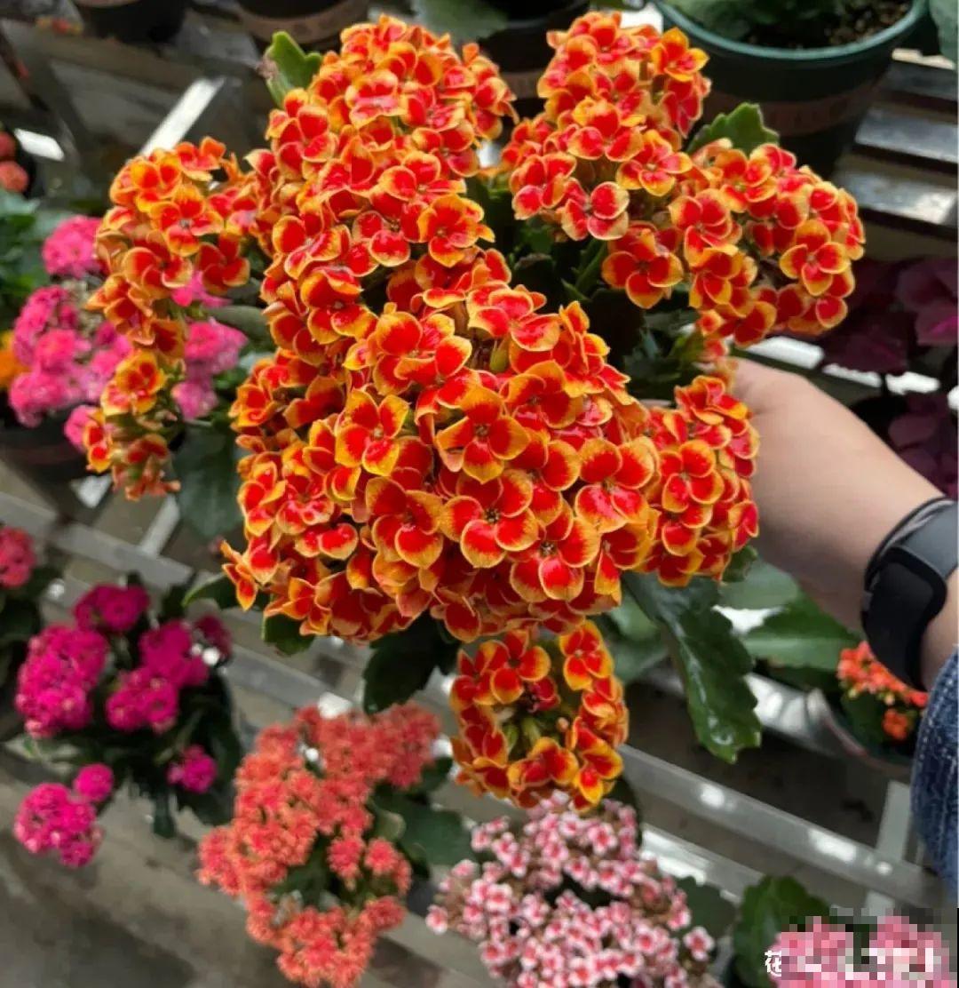 冬天常见的“吉利花”，耐旱皮实花量大，大半年都在开花