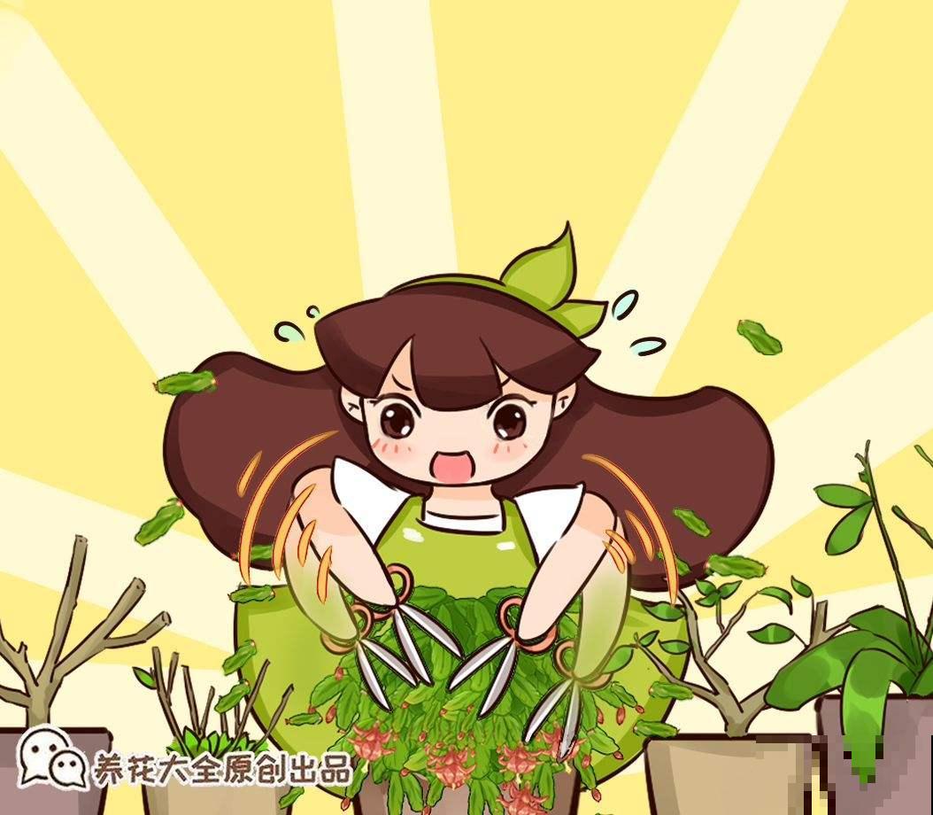 蟹爪兰花苞掉到怀疑人生，教你3招解决问题，花苞壮得像“钢芽”