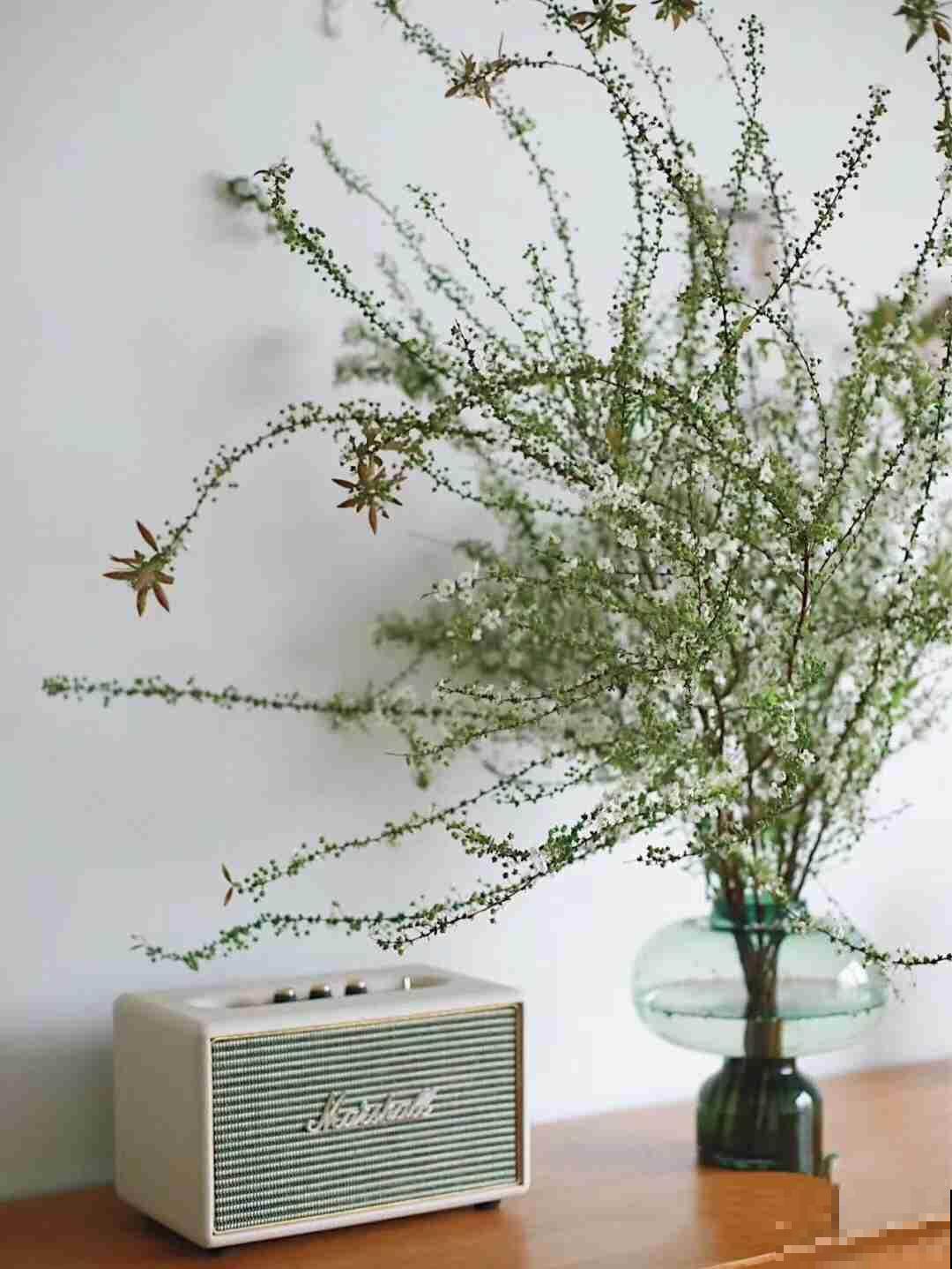 一把干枝插水里,一个星期枝条爆满绿芽,两周开满“雪花” 一把干枝插水里,一个星期枝条爆满绿芽,两周开满“雪花”