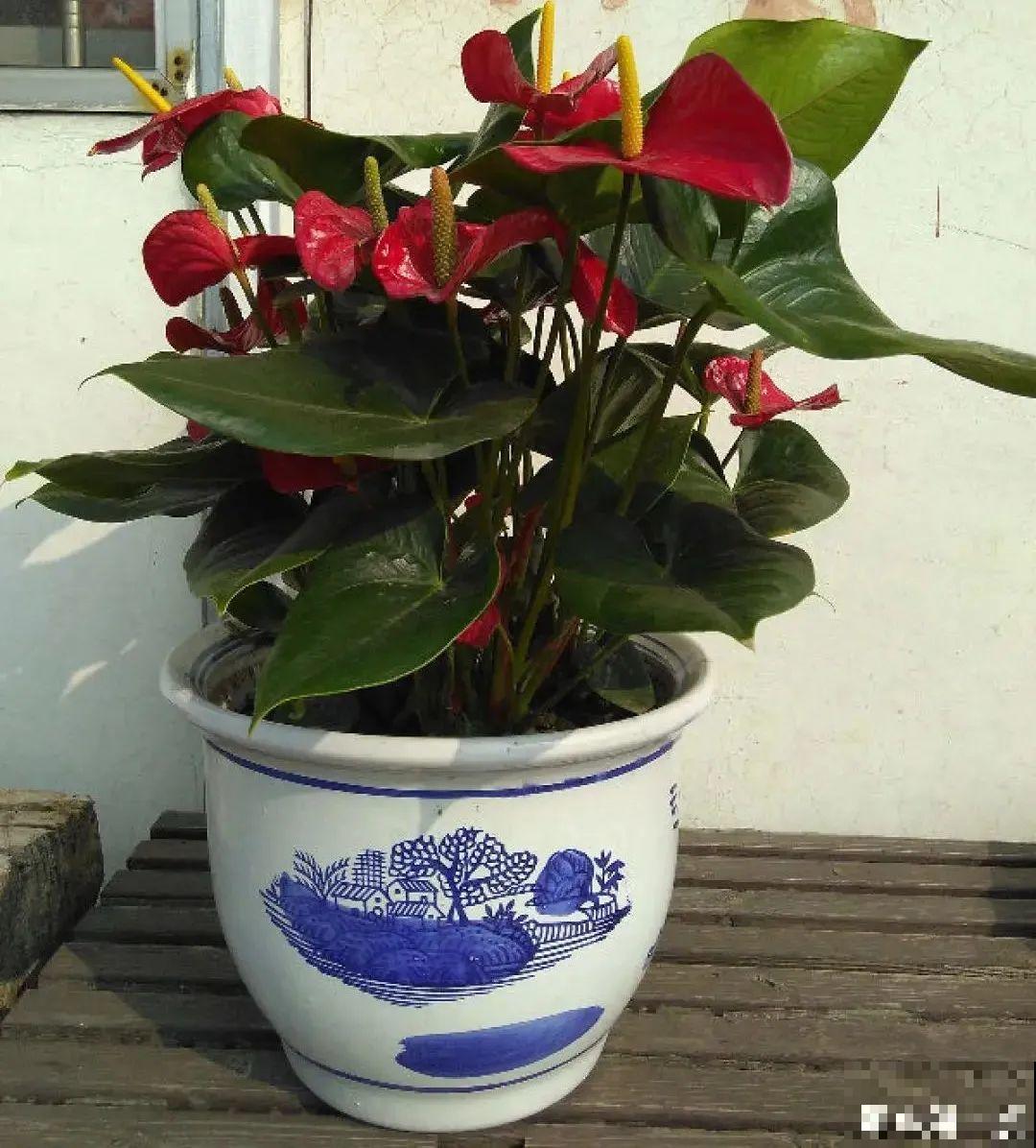 10种“怕晒花”，越晒死越快，半阴地儿反倒长得旺