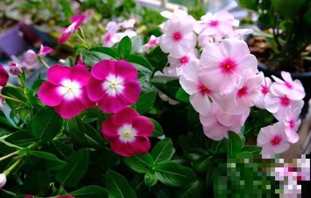 5种四季开花的植物,养一盆在家里,四季有花看 5种四季开花的植物,养一盆在家里,四季有花看