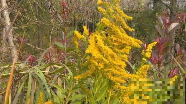 “恶魔之花”入侵,妥妥的生态杀手,看到一定要警惕 “恶魔之花”入侵,妥妥的生态杀手,看到一定要警惕