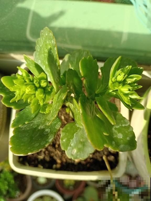 家里只有半天光照，就养4种“半阴性花”，花大如碗，爆盆容易