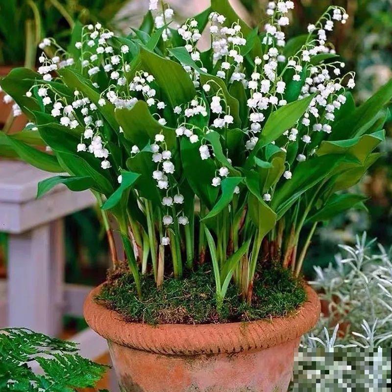 一把块根种土里，满枝条挂“铃铛”，开花满屋子高级香水味