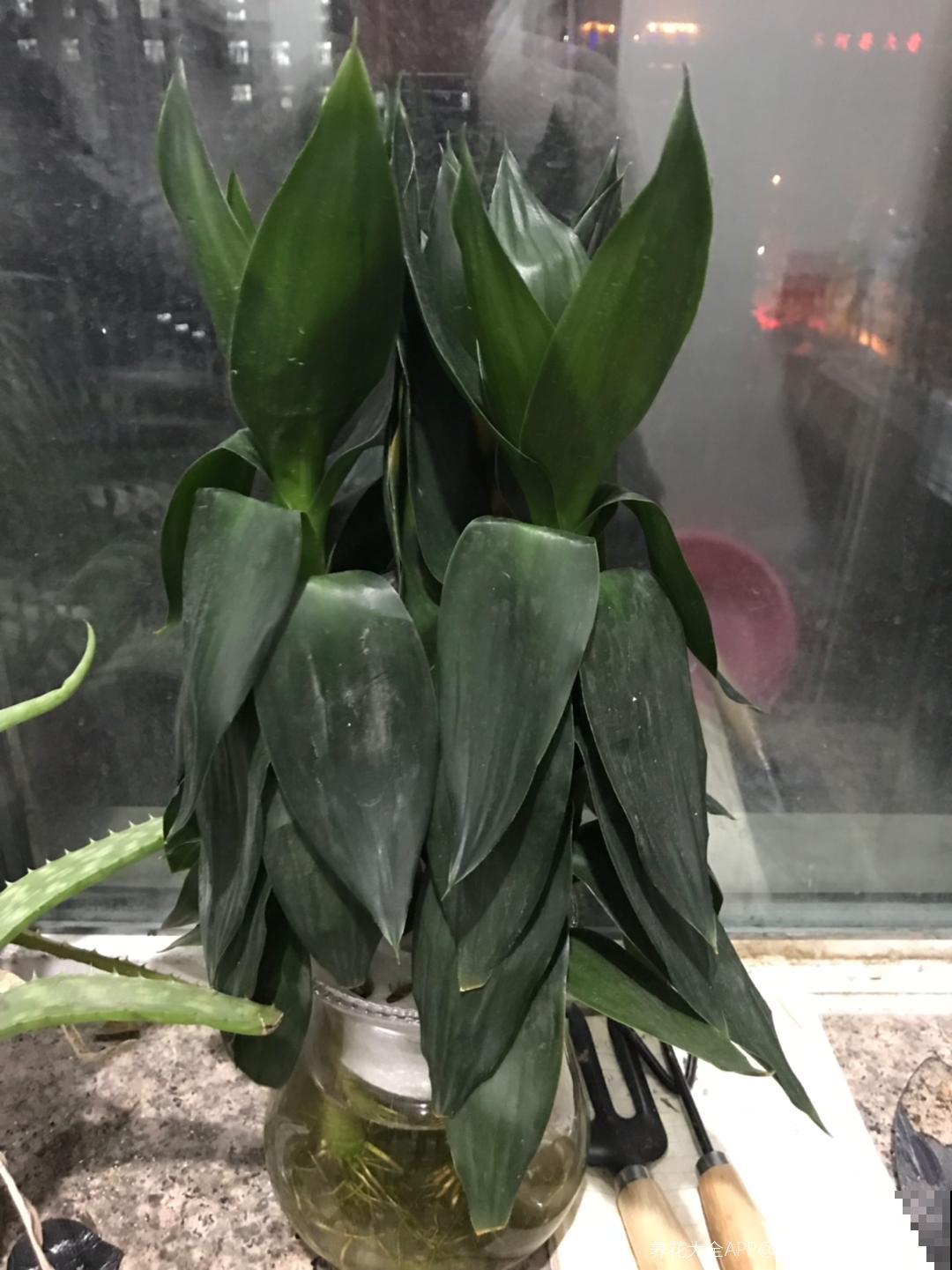 水培花里放铁钉,是有科学依据,还是封建迷信? 水培花里放铁钉,是有科学依据,还是封建迷信?