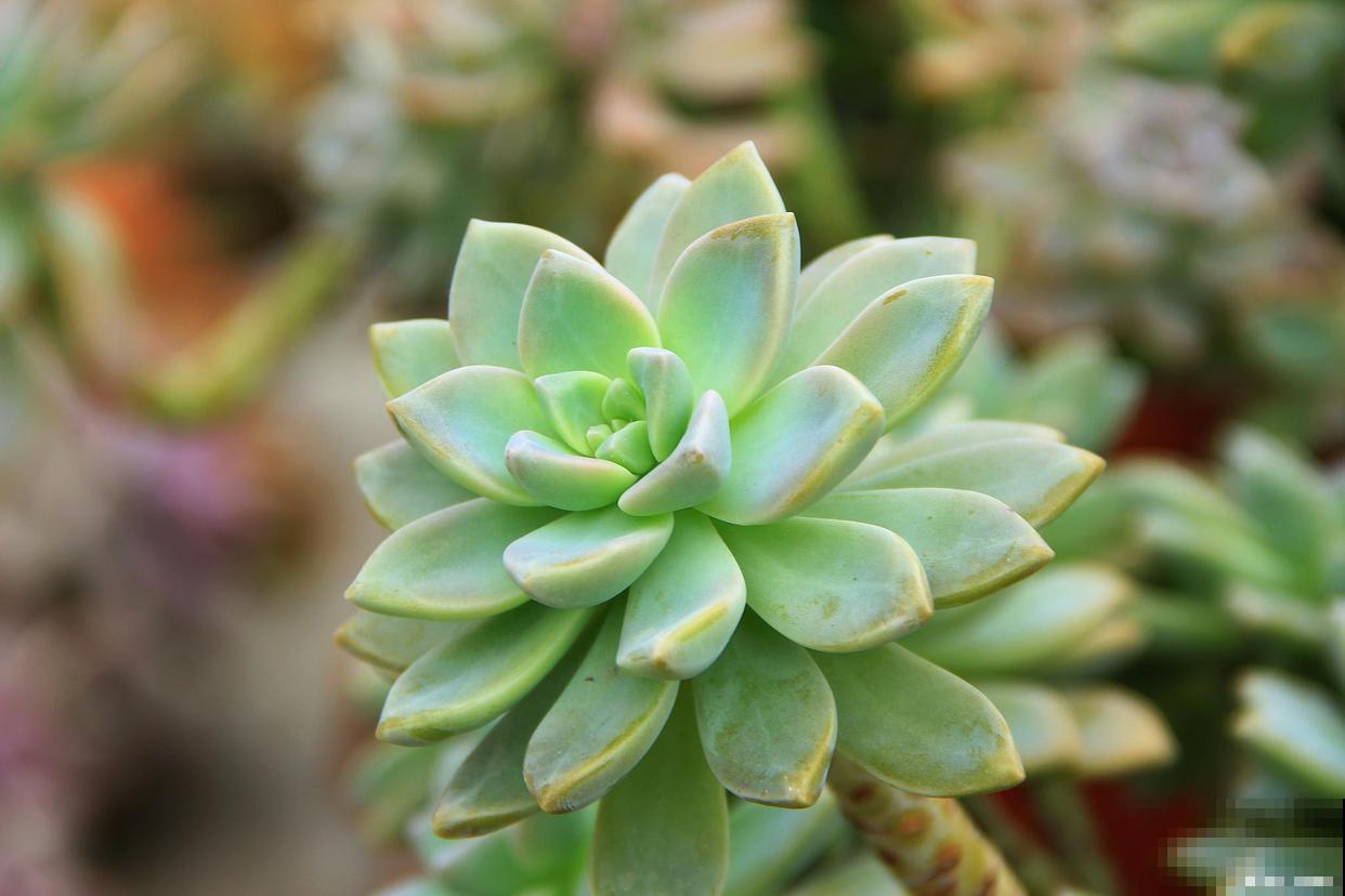 多肉植物怎么浇水