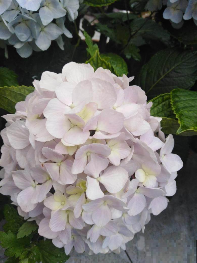 10种带“毒”花,家里有小孩要小心,千万别吃,容易中毒 10种带“毒”花,家里有小孩要小心,千万别吃,容易中毒