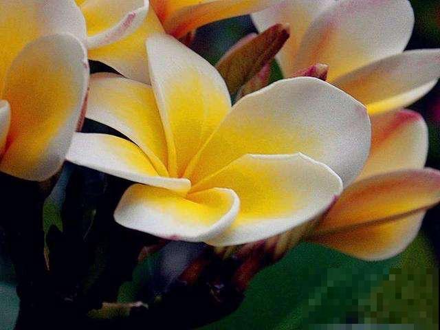 1种花，开起来像熟鸡蛋，忍不住想咬下去