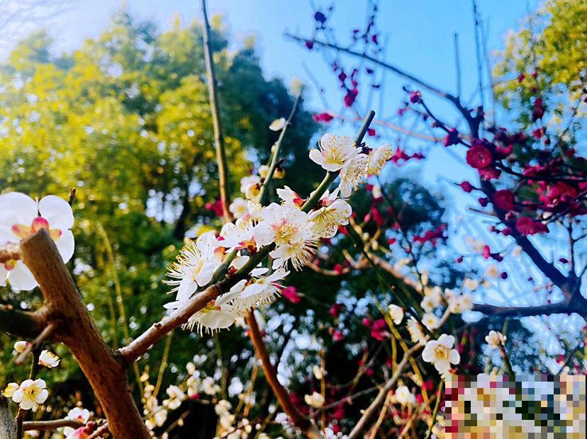 找准你的生辰花,12个月各不同,根据生日选你的幸运花 找准你的生辰花,12个月各不同,根据生日选你的幸运花