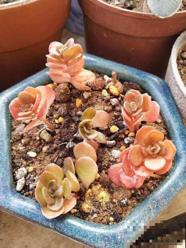 冬天也能养的耐寒草花,阳台上摆几盆,轻松变成小花园 冬天也能养的耐寒草花,阳台上摆几盆,轻松变成小花园