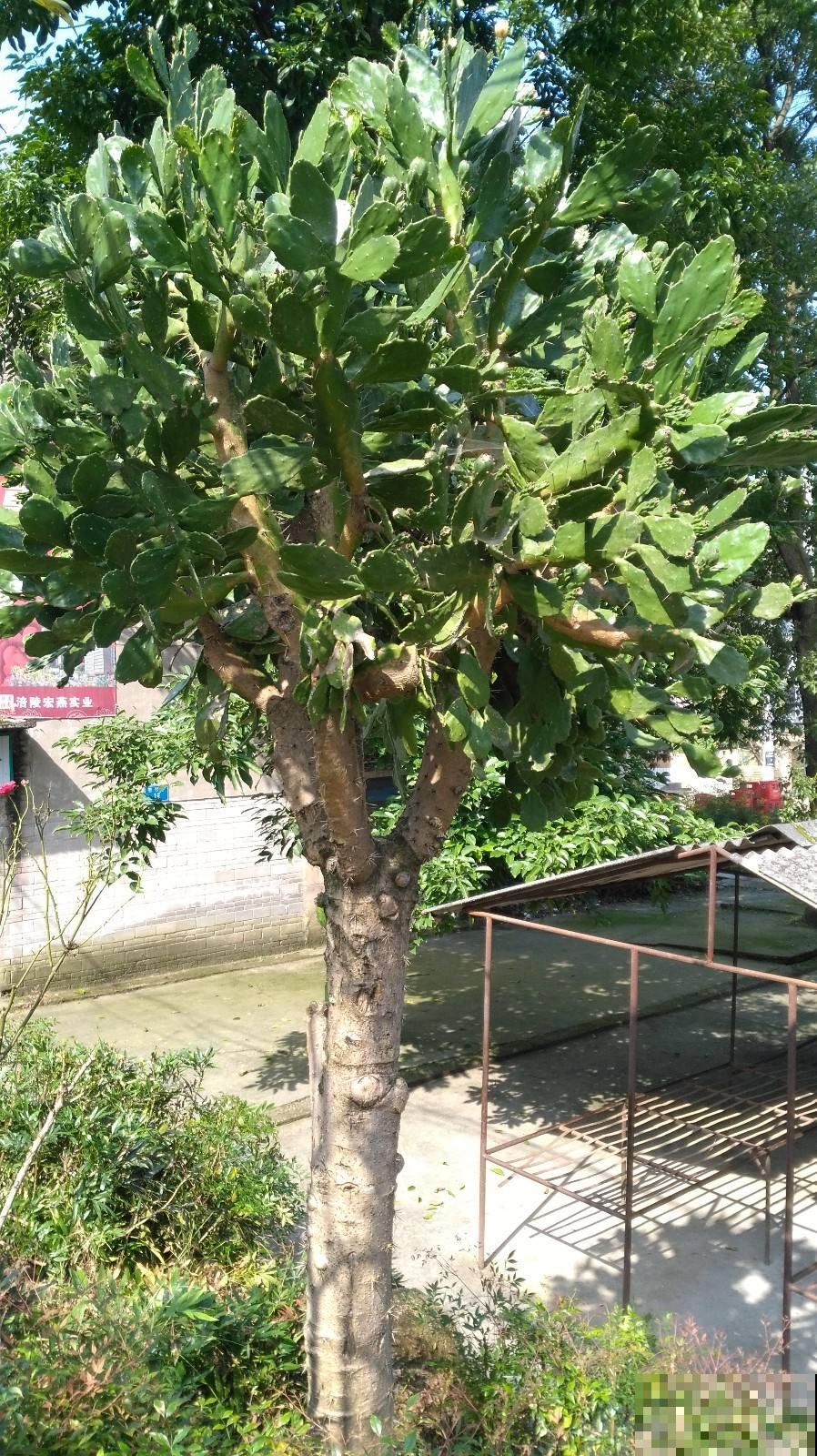 农村6米高的仙人掌，长成“仙人树”，果实咬一口甜美爆浆