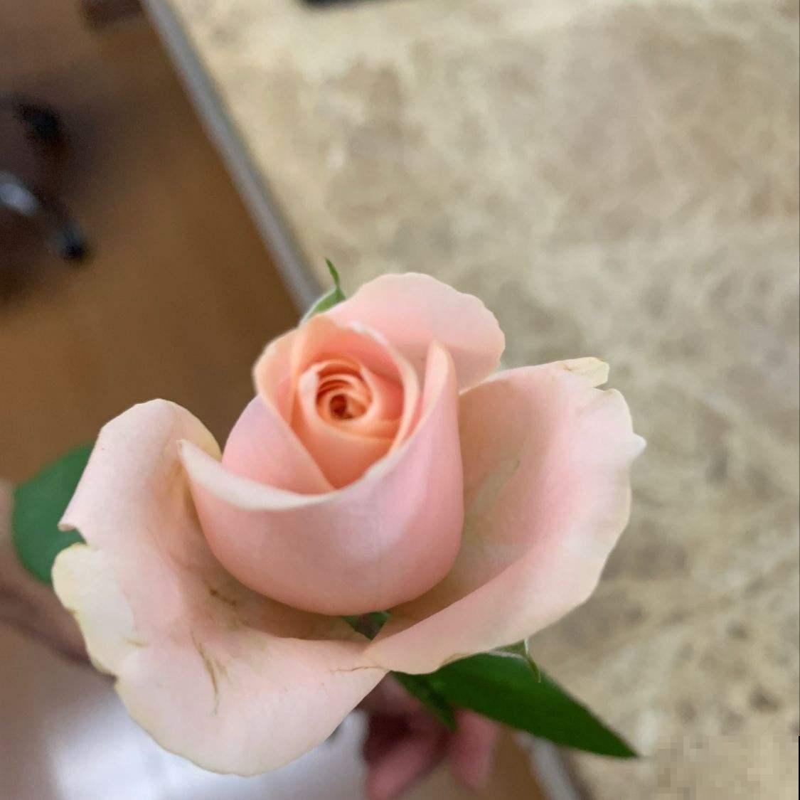 1种“养人花”,开花又大又好看,还能用来做吃的 1种“养人花”,开花又大又好看,还能用来做吃的