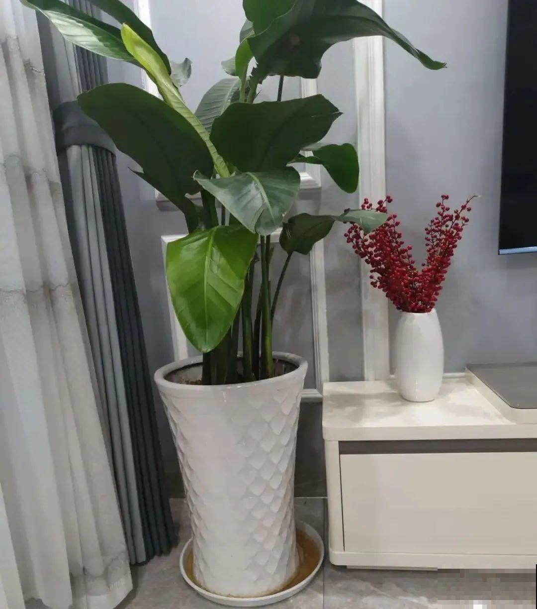 10种“垃圾”不要丢，拿来养花效果好，还能省下一笔钱