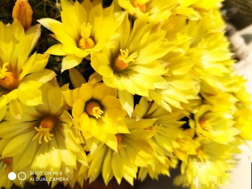 懒人也能养好的仙人球,开的花比长寿花还多,美观好看 懒人也能养好的仙人球,开的花比长寿花还多,美观好看