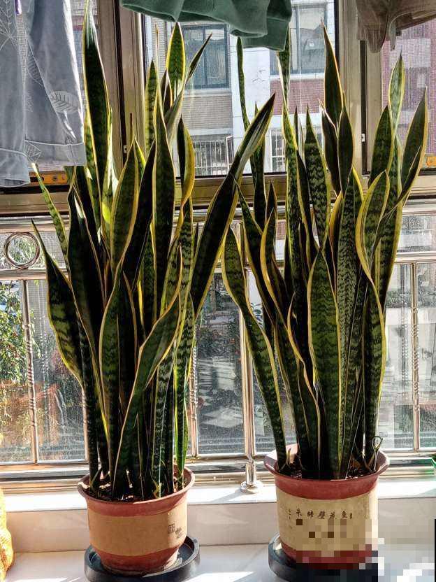 秋冬气候太干燥，推荐4种“天然加湿器”，净化空气还湿润