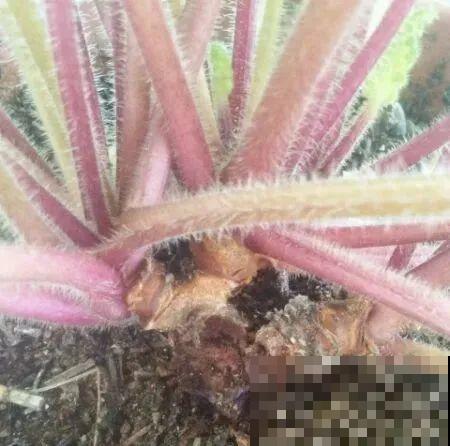 8种花，年年买，年年养死，今年可别当冤大头