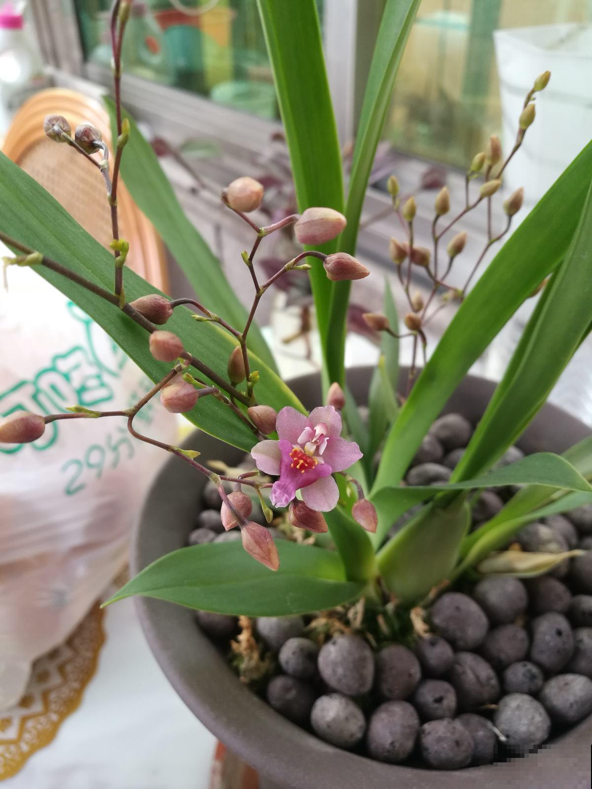 耐阴开花多的文心兰,开花还有奶油的香味,现在养很合适 耐阴开花多的文心兰,开花还有奶油的香味,现在养很合适