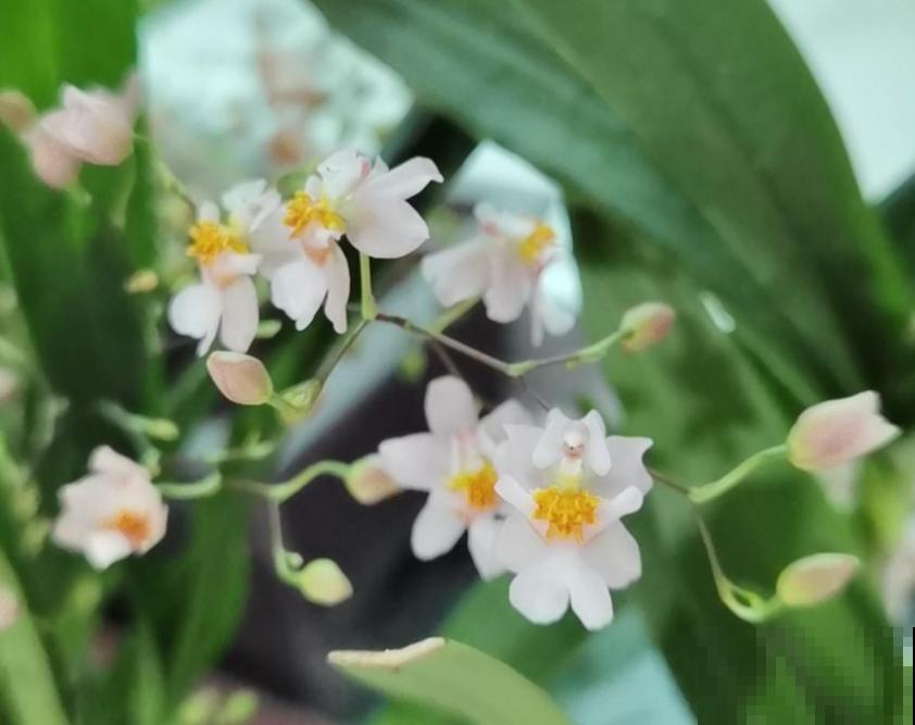 5种“好运花”，家里没光也能开花爆盆，适合养在客厅