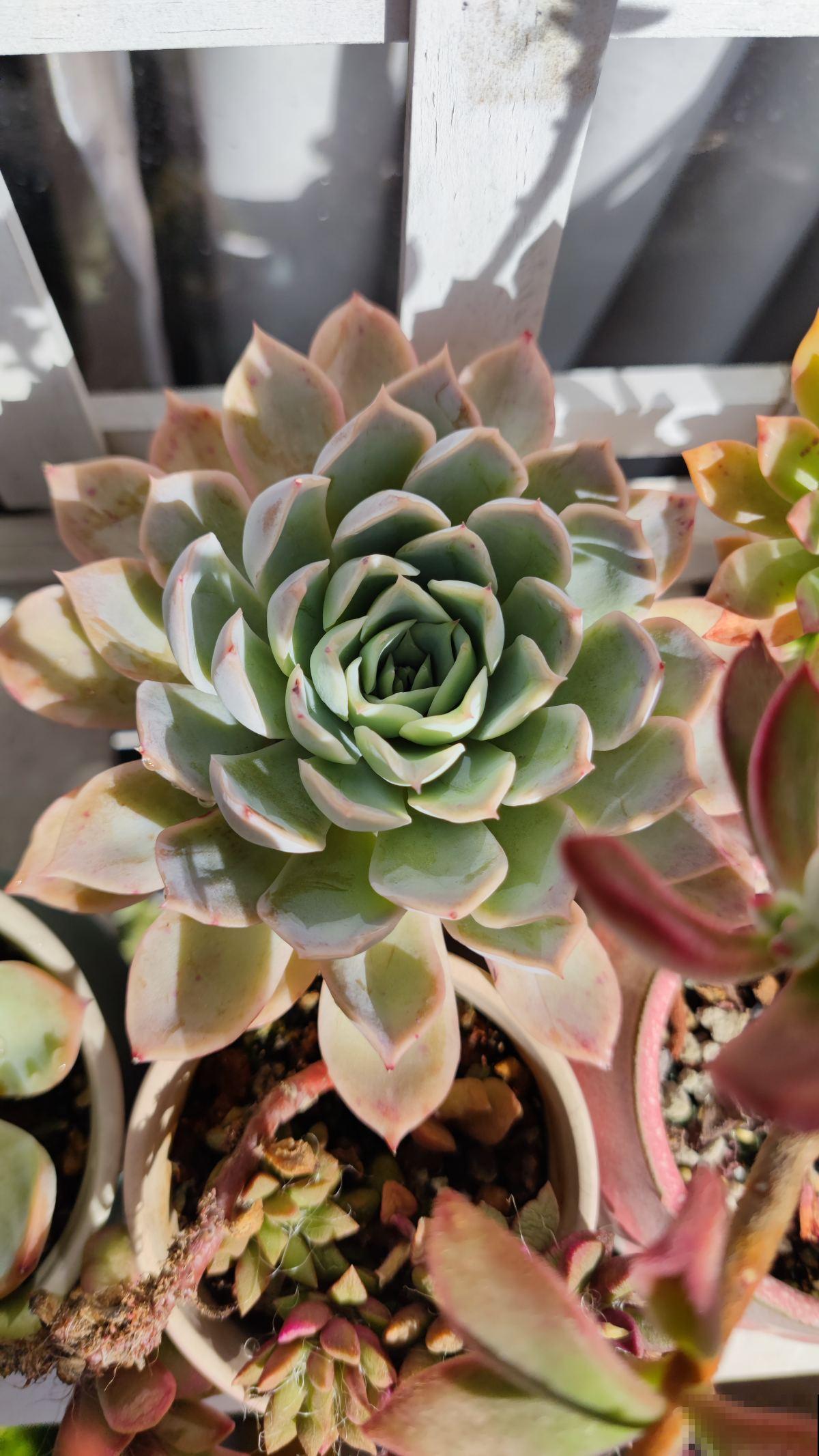 多肉冬季浇水,千万别盲目跟风,教你3点终身受用 多肉冬季浇水,千万别盲目跟风,教你3点终身受用