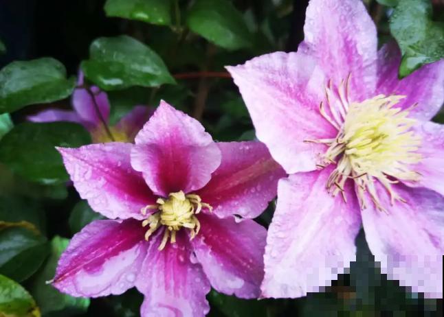 “花园三宝”之一,1年能开花上百天,冬天特别抗寒! “花园三宝”之一,1年能开花上百天,冬天特别抗寒!