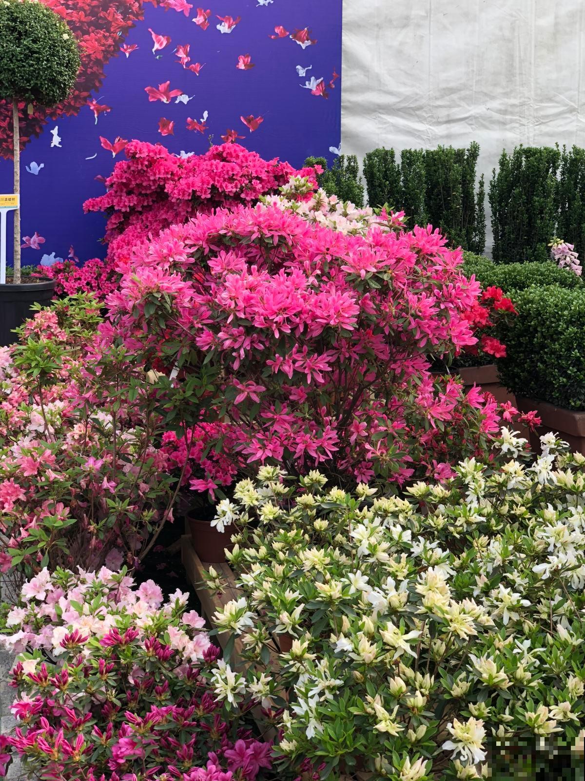 记住杜鹃花的“三喜三忌”，学会了，新手也能养爆盆