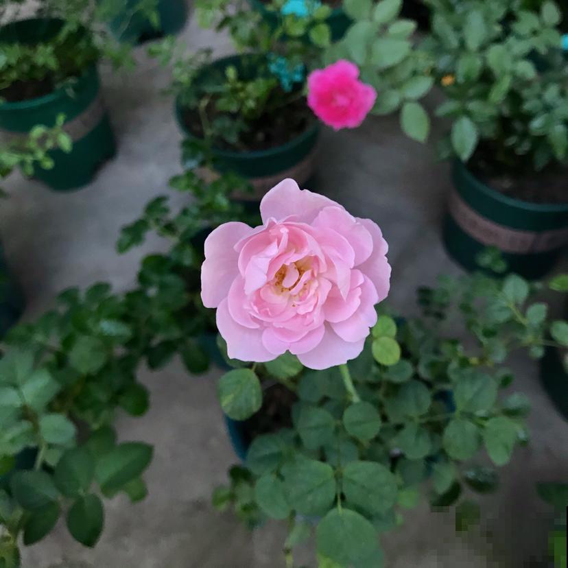 月季中的经典款,种在院子里气场全开,颜值高的不得了 月季中的经典款,种在院子里气场全开,颜值高的不得了