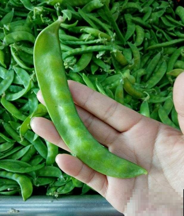 秋天吃的“养人菜”，自己在家也能种，新手照样能种好