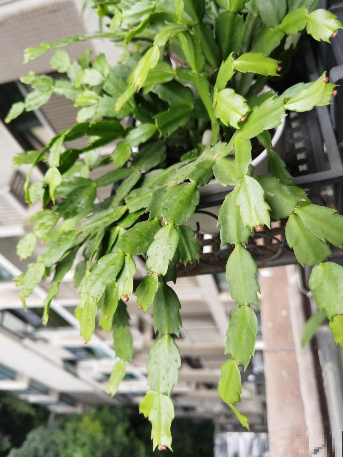 不用花钱买的3种花,去邻居家剪个枝,插在土里就能活 不用花钱买的3种花,去邻居家剪个枝,插在土里就能活